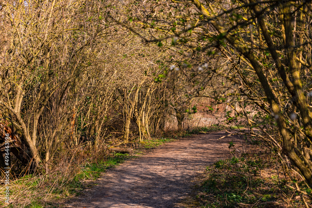 Ein Single Trail und Allee zwischen Büschen in einer ländlichen Region bei Sonnenschein Ein Single Trail und Allee zwischen Büschen in einer ländlichen Region bei Sonnenschein