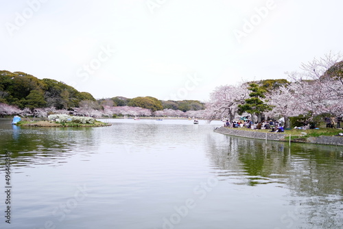 桜満開（明石公園, 剛の池）