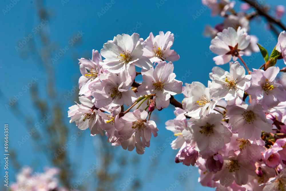 Obraz premium cherry tree blossom