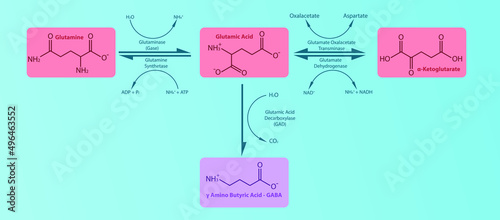 GABA neurotransmitter synthesis pathway diagram for pharmacology, healthcare and medicine lectures, presentation or article. Simple design of molecule metabolism and conversion with enzymes.