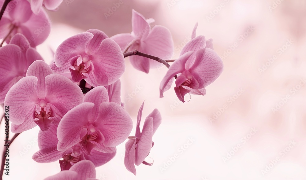 Kwiaty- Falenopsis - obrazy, fototapety, plakaty 