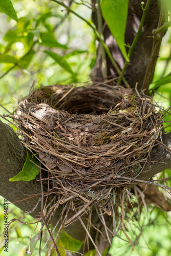 Foto An empty nest is located on a tree with green foliage illuminated by the sun