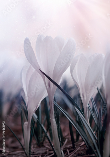 Crocus blancs