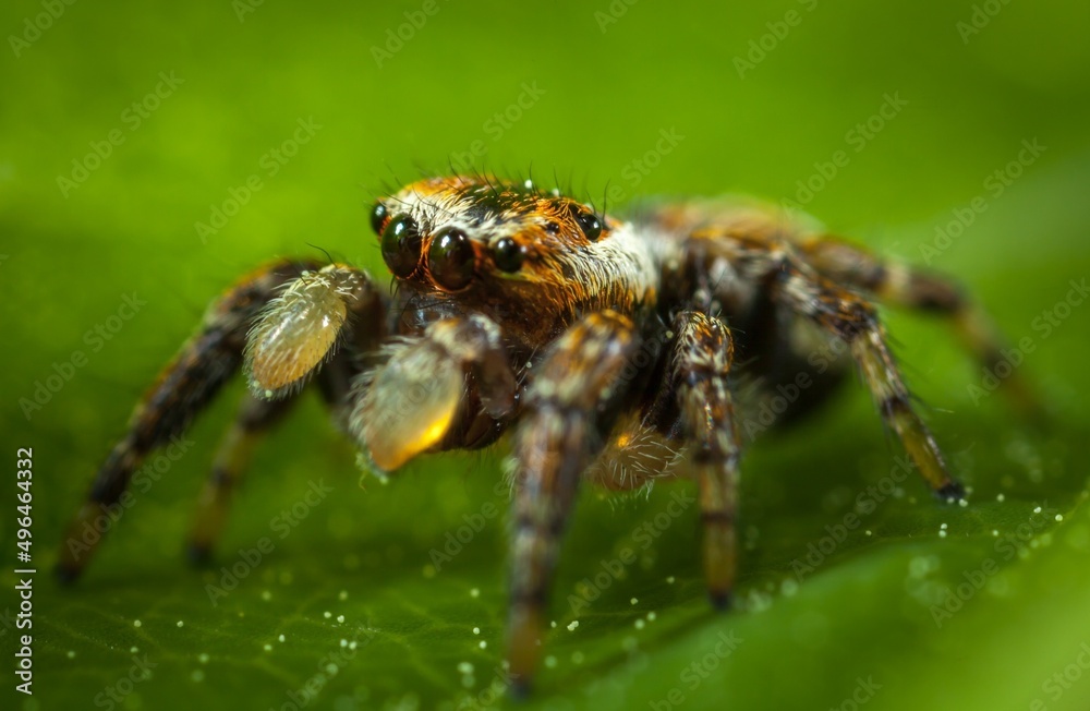 spider on a leaf spider on a leaf