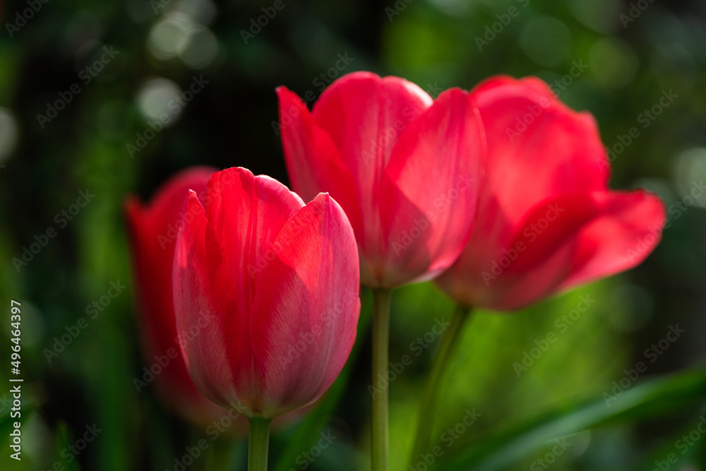 Close up of red tulip flowers blurring in focus.
