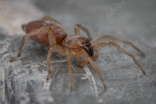 macro photography of a spider