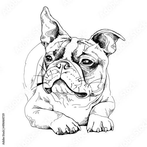 Portrait of a chilling funny Boston Terrier dog. Humor card, t-shirt composition, hand drawn style print. Vector black and white illustration.