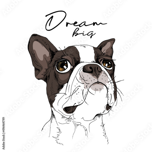 Portrait of a dreaming funny Boston Terrier dog. Dream big - lettering quote. Humor card, t-shirt composition, hand drawn style print. Vector illustration. photo
