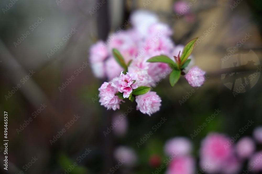 Prunus Prunus