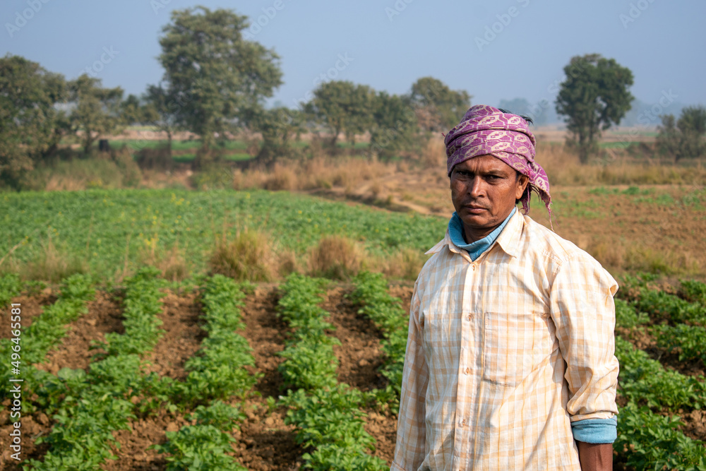 An Indian farmer is standing in the vast grain field with a turban on ...