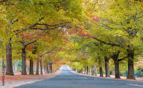 Beautiful street with colourful leaves in Autumn in Macedon Range, Victoria, Australia.