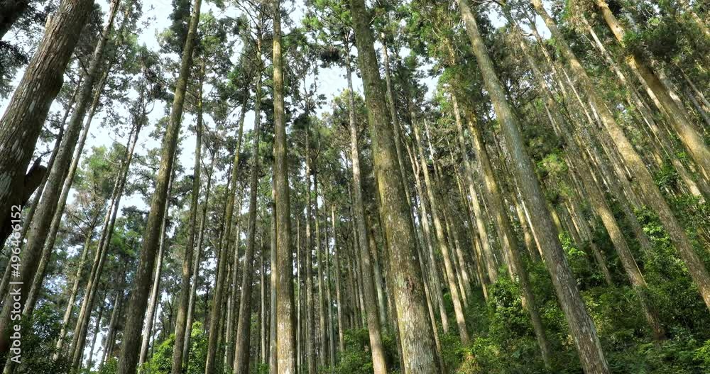 Towering spruce trees in a forest recreation area in a national park Towering spruce trees in a forest recreation area in a national park
