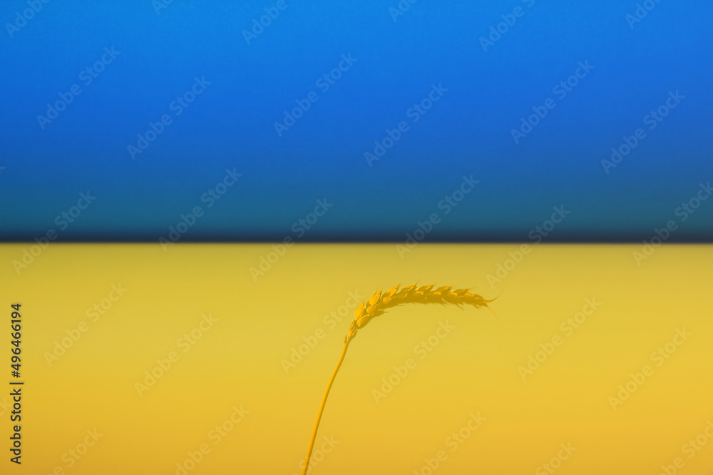 Ukraine war. One Stem Of Rye On Sunset. One spike of wheat on blue clear sky in a sunny summer hot day in a wide yellow field. Season of a harvesting. Close up of corn. Ukraine flag Ukraine war. One Stem Of Rye On Sunset. One spike of wheat on blue clear sky in a sunny summer hot day in a wide yellow field. Season of a harvesting. Close up of corn. Ukraine flag