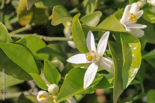 Orange blossoms with green orange tree leaves decorating the citrus tree in spring. Neroli is nice print in close-up background.