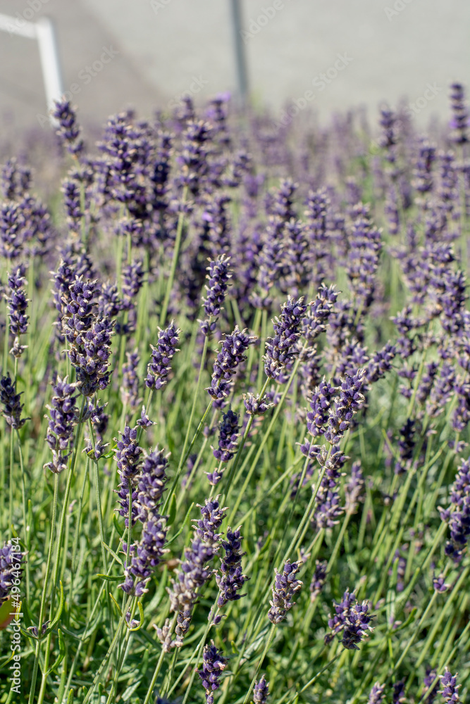 Obraz premium Lavender flowers in the garden. Lavandula Angustifolia in the bloom.