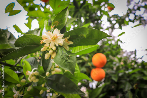 Orange blossom neroli with orange fruits and green leaves in background. Ripe fruit hanging on branch. photo