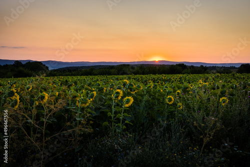 Sunrise in Bata village over sunflowers