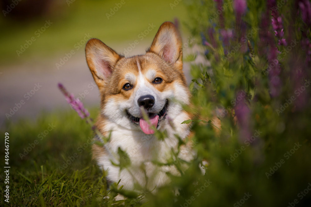 Welsh corgi dog with flowers Welsh corgi dog with flowers