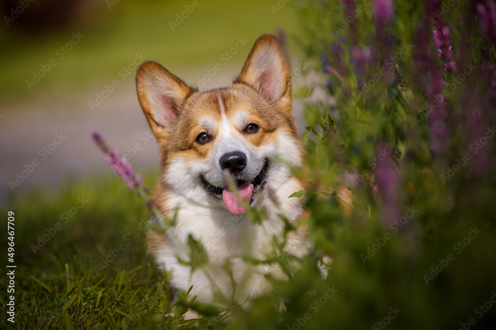 Welsh corgi dog with flowers