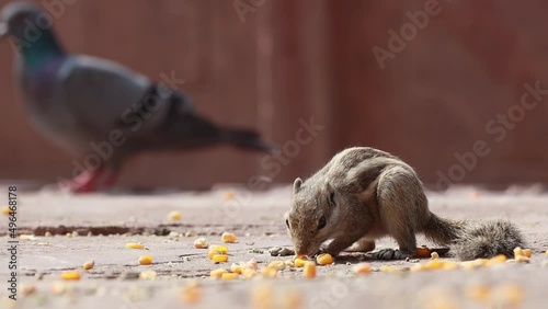 Indian palm squirrel or three-striped palm squirrel (Funambulus palmarum) is a species of rodent in the family Sciuridae found naturally in India (south of the Vindhyas) and Sri Lanka. photo