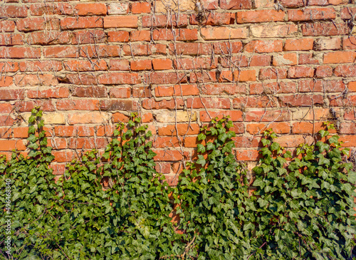 Old red brick wall textured background with green ivy 