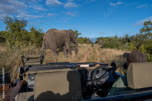 African Elephant in The Klaserie Private Nature Reserve part of the Kruger national park in South Africa, African Elephants in the wild bush