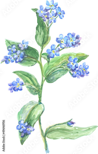 Decorative Watercolor Floral Element