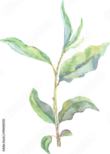 Decorative Watercolor Floral Element