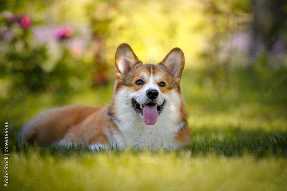 Welsh corgi dog with flowers Welsh corgi dog with flowers