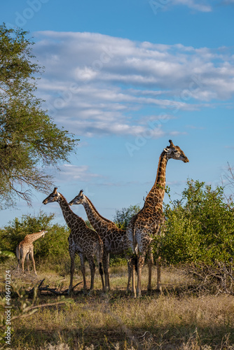 Canvas Print Giraffe at a Savannah landscape during sunset in South Africa at The Klaserie Private Nature Reserve inside the Kruger national park South Africa