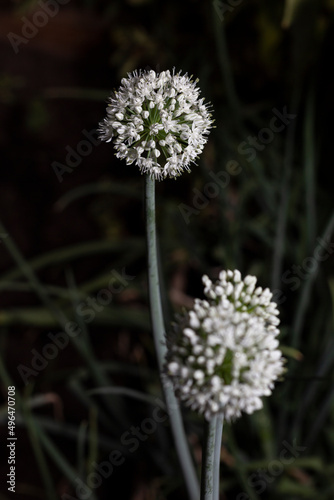 A picture of a beautiful onion flower 