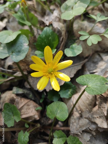 Yellow flower in the garden