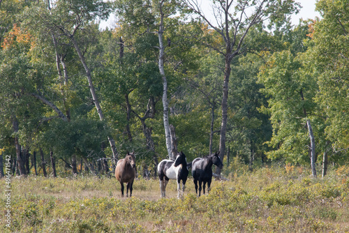 Horses out to pasture in rural Saskatchewan, Canada