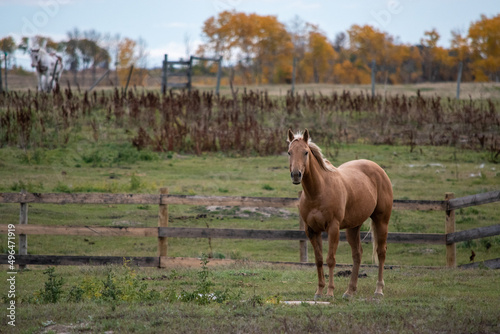 Horse out to pasture in rural Saskatchewan, Canada