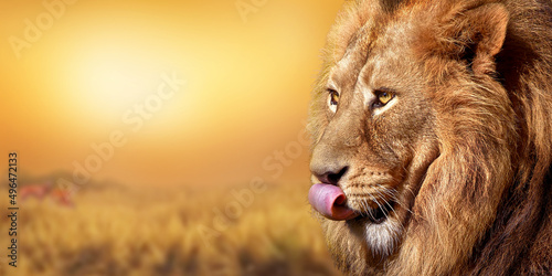African male lion , wildlife animal , Sunset in Africa © Vieriu