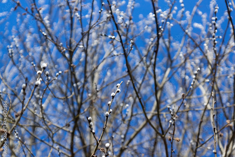 Obraz premium Willow earrings in spring. Willow earrings. Church holiday Palm Sunday.