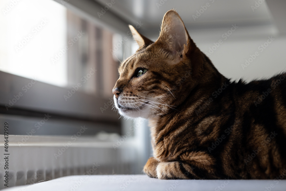 Brown striped Bengal cat looks thoughtfully away