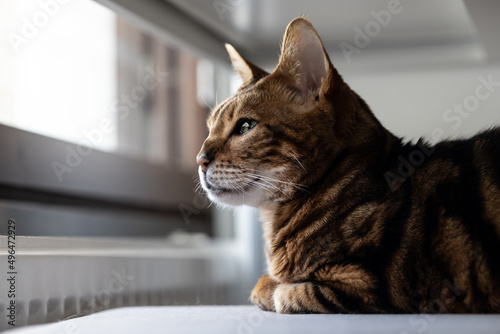 Fototapeta Naklejka Na Ścianę i Meble -  Brown striped Bengal cat looks thoughtfully away