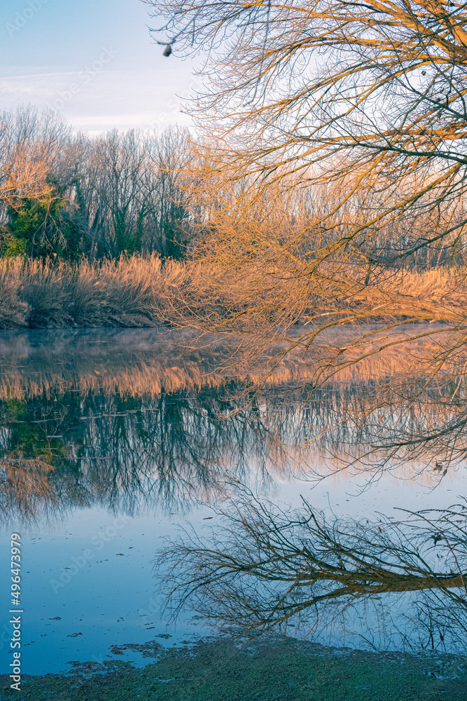 Obraz premium Golden winter leaves on trees and bushes landscape at the edge of a quiet flowing creek landscape on a winter nature scene