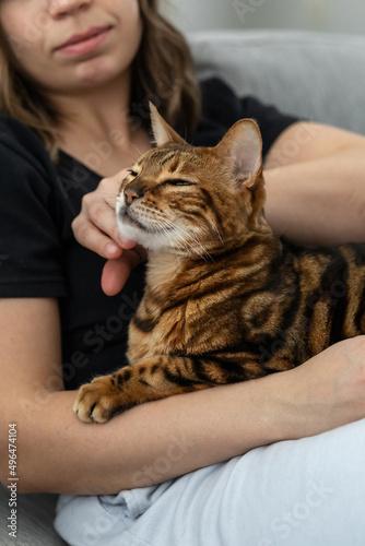 Mistress strokes her beautiful striped Bengal cat