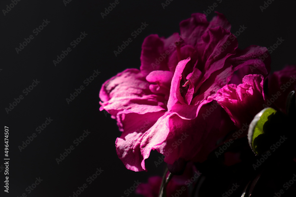 Low key photo of azalea flower with the shining petals