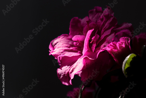 Low key photo of azalea flower with the shining petals