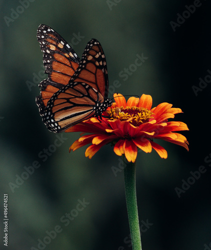 butterfly on flower