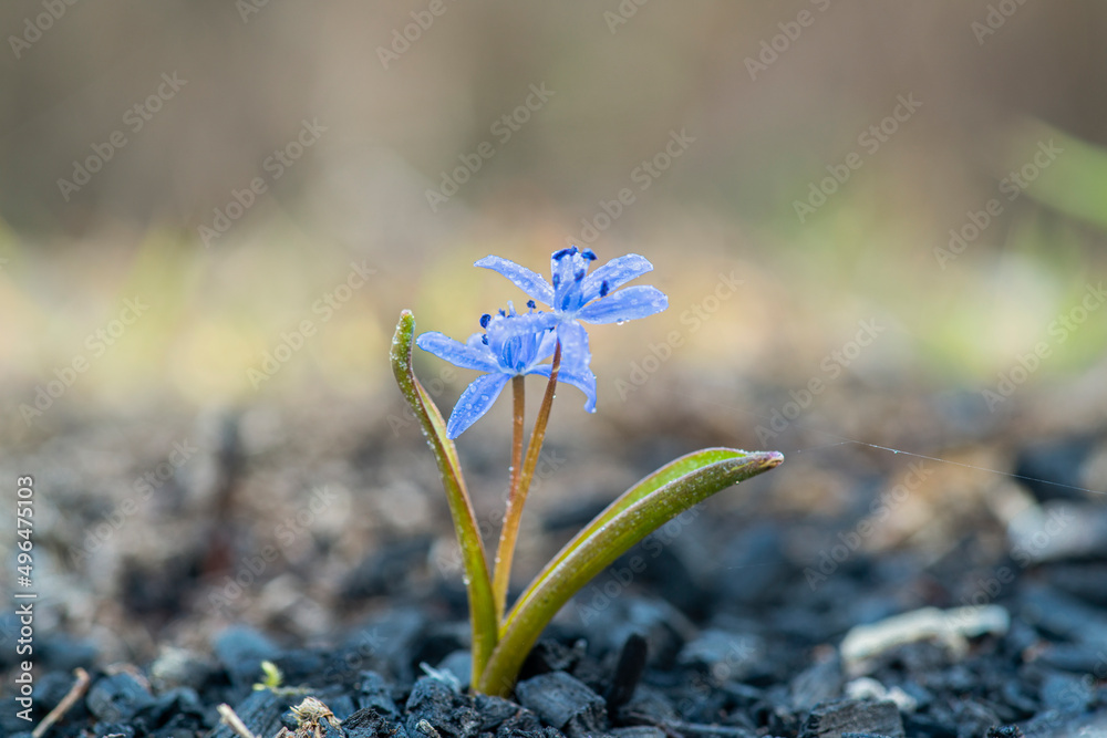 custom made wallpaper toronto digitalTwo-leaf squill (scilla bifolia) flower