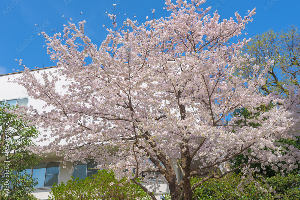 Prunus X yedoensis or Somei-yoshino or Yoshino cherry, one of the most ...
