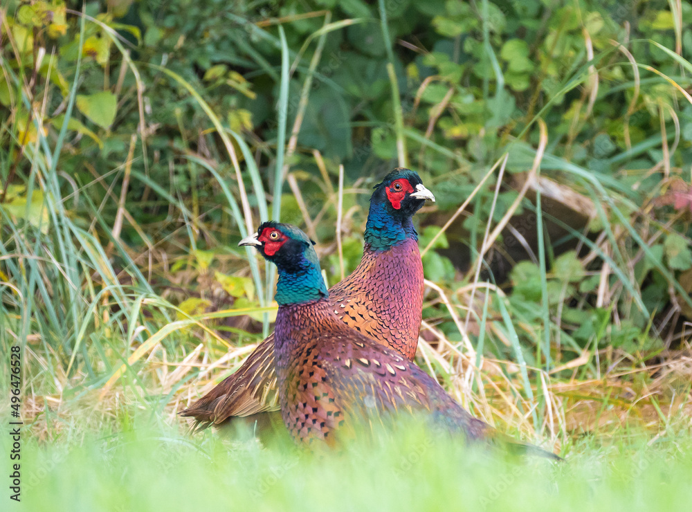 Fototapeta premium Der Fasan (Phasianus colchicus; Plural Fasane oder Fasanen)