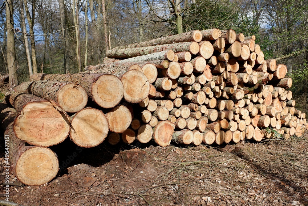 Felled timber log pile stack in woodland Felled timber log pile stack in woodland