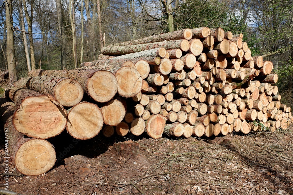 Felled timber log pile stack in woodland