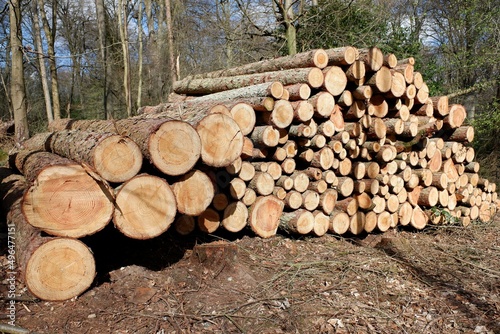 Felled timber log pile stack in woodland