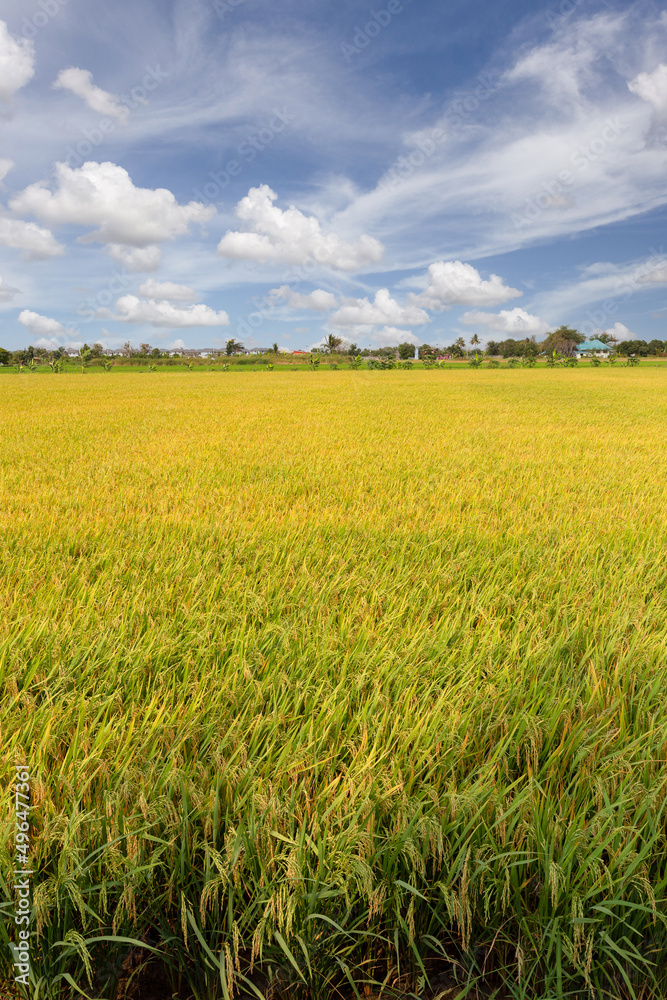 Beautiful scenery of rural nature with a green field in the area near Bangkok. With a blue sky as a background, Nonthaburi, Thailand
